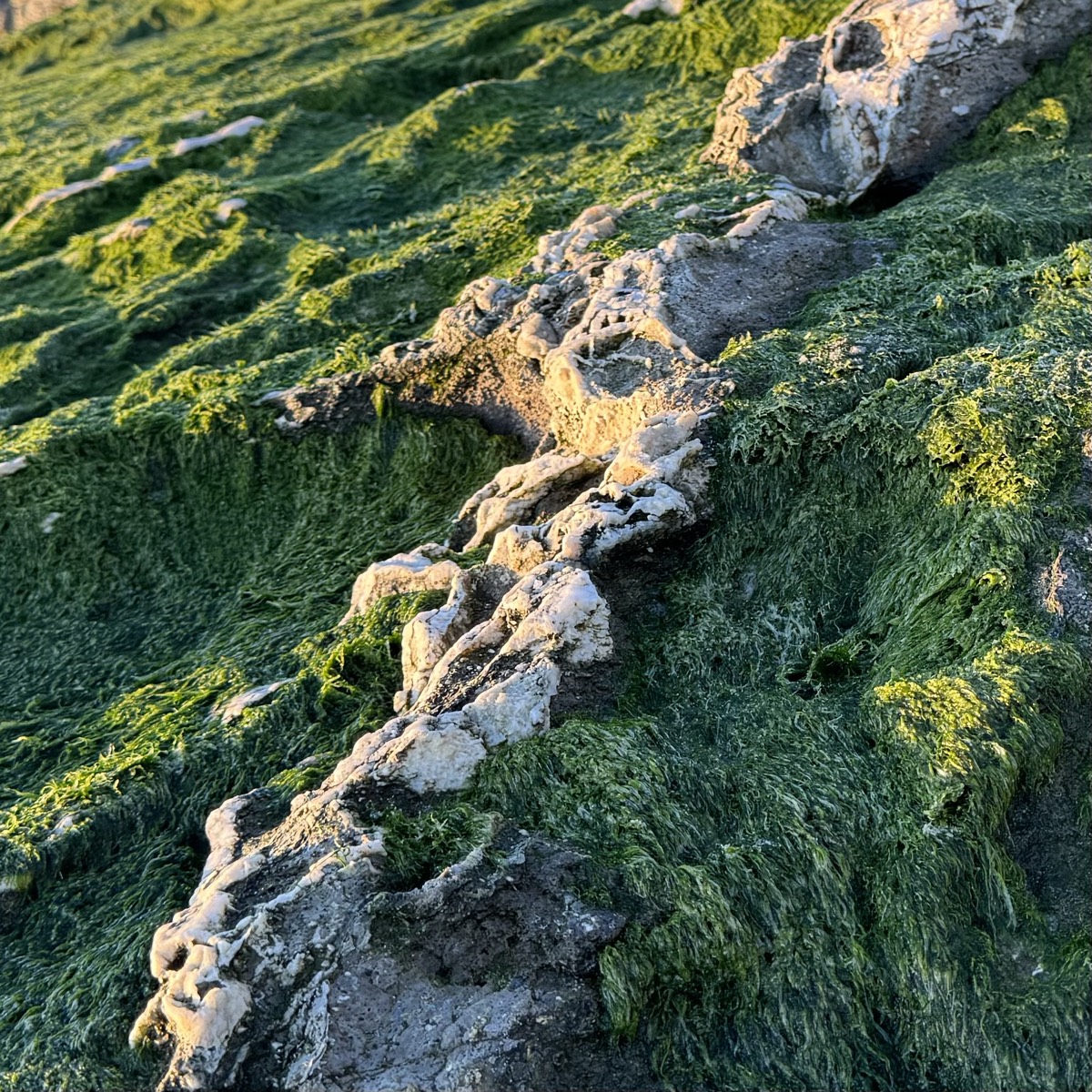 mosscapes